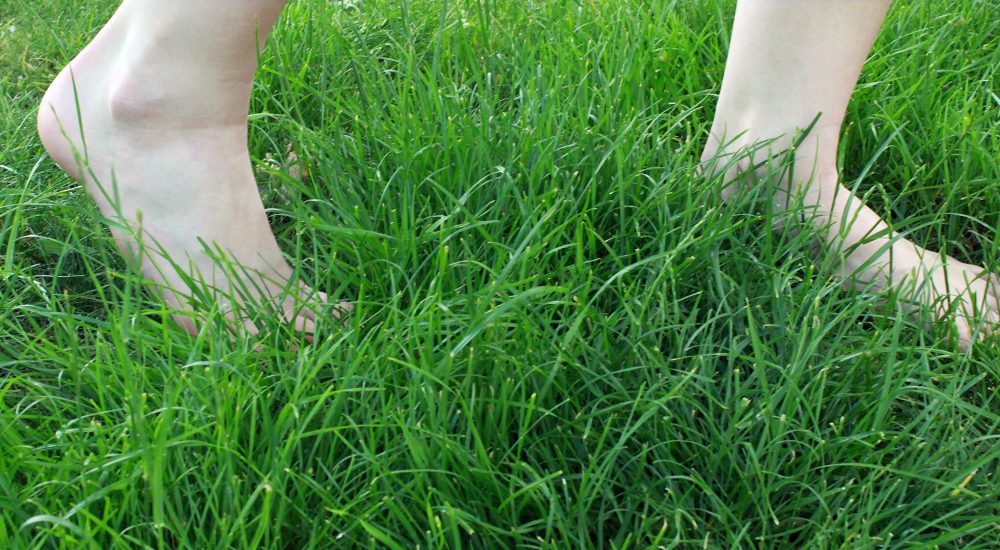 Durch Zecken wird das Barfußlaufen im hohen Gras gefährlich