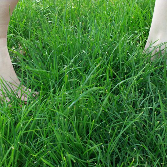 Durch Zecken wird das Barfußlaufen im hohen Gras gefährlich