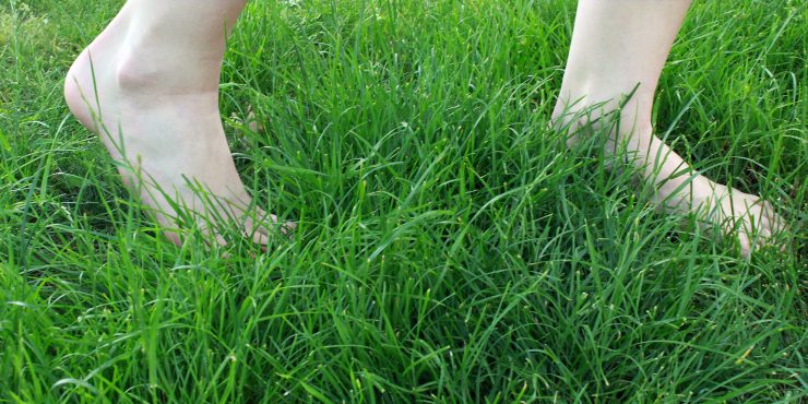 Durch Zecken wird das Barfußlaufen im hohen Gras gefährlich